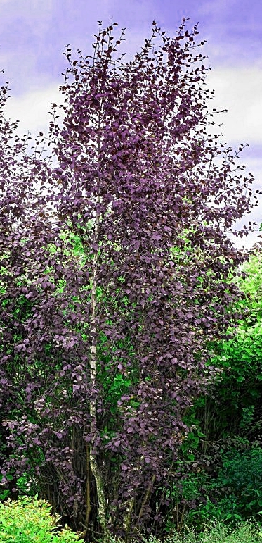 brzoza purpurea - ozdobna odmiana o pięknym ulistnieniu
